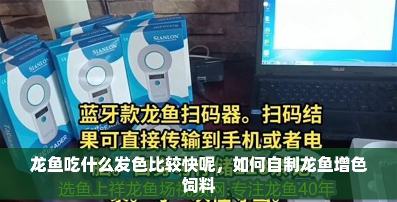 龍魚吃什么發(fā)色比較快呢，如何自制龍魚增色飼料