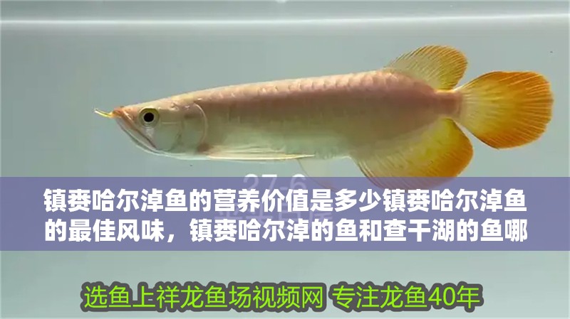 鎮(zhèn)賚哈爾淖魚的營養(yǎng)價值是多少鎮(zhèn)賚哈爾淖魚的最佳風(fēng)味，鎮(zhèn)賚哈爾淖的魚和查干湖的魚哪個更好吃 鎮(zhèn)賚哈爾淖魚的營養(yǎng)價值是多少鎮(zhèn)賚哈爾淖魚的最佳風(fēng)味，鎮(zhèn)賚哈爾淖的魚和查干湖的魚哪個更好吃 觀賞魚百科 第12張