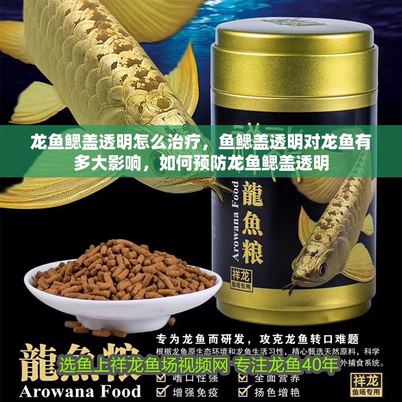 龍魚(yú)鰓蓋透明怎么治療，魚(yú)鰓蓋透明對(duì)龍魚(yú)有多大影響，如何預(yù)防龍魚(yú)鰓蓋透明