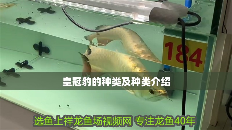 皇冠豹的種類及種類介紹