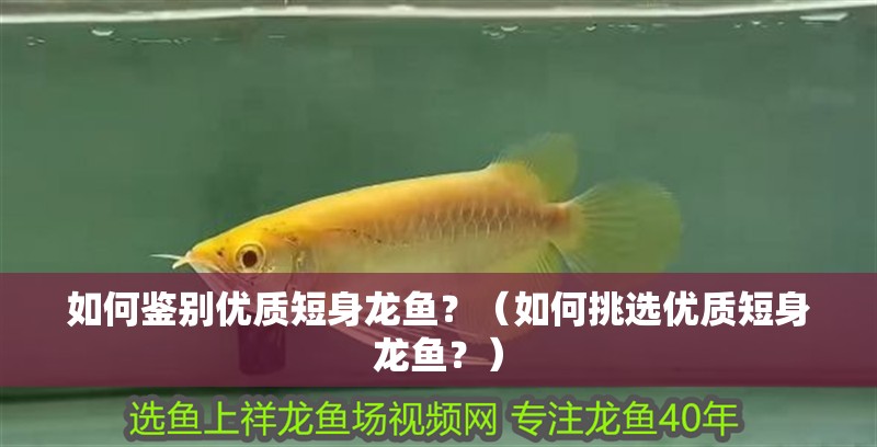 如何鑒別優質短身龍魚？（如何挑選優質短身龍魚？）