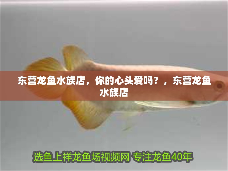 東營龍魚水族店，你的心頭愛嗎？，東營龍魚水族店 東營龍魚水族店，你的心頭愛嗎？，東營龍魚水族店 觀賞魚百科 第2張
