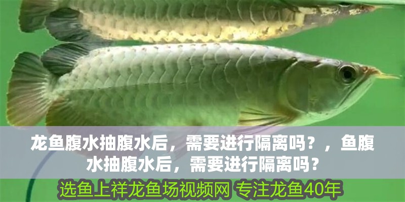 龍魚腹水抽腹水后，需要進(jìn)行隔離嗎？，魚腹水抽腹水后，需要進(jìn)行隔離嗎？