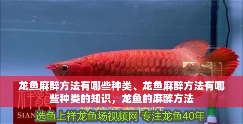 龍魚麻醉方法有哪些種類、龍魚麻醉方法有哪些種類的知識，龍魚的麻醉方法