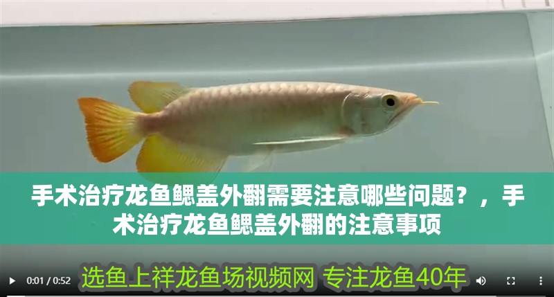 手術(shù)治療龍魚鰓蓋外翻需要注意哪些問題？，手術(shù)治療龍魚鰓蓋外翻的注意事項(xiàng)