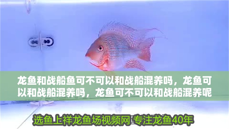 龍魚和戰船魚可不可以和戰船混養嗎，龍魚可以和戰船混養嗎，龍魚可不可以和戰船混養呢