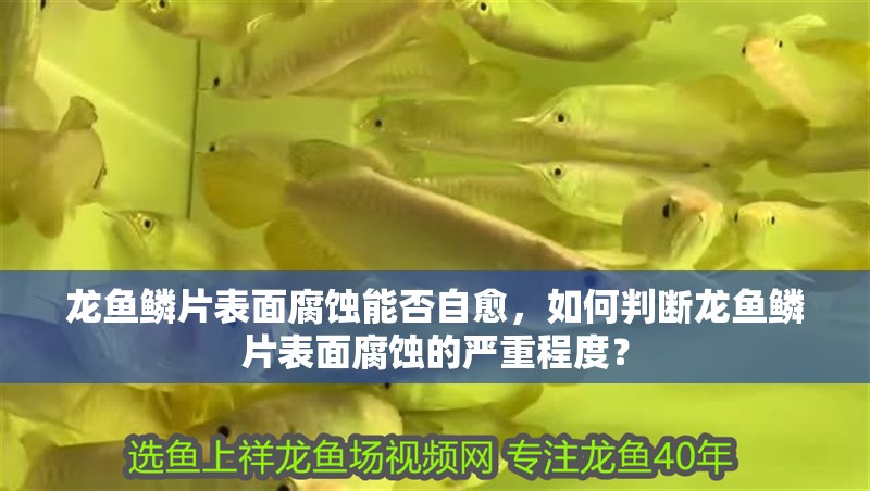 龍魚鱗片表面腐蝕能否自愈，如何判斷龍魚鱗片表面腐蝕的嚴(yán)重程度？