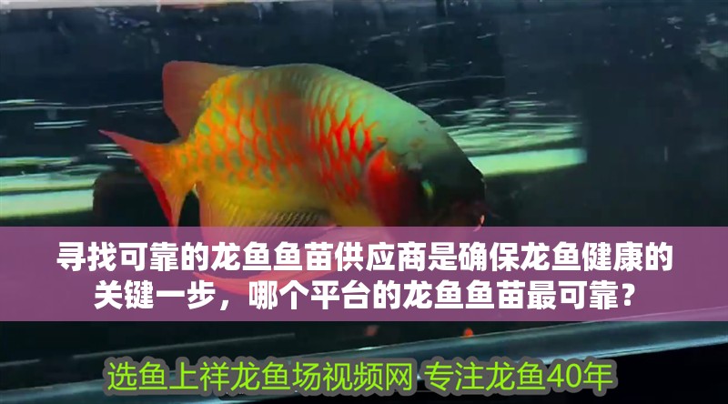 尋找可靠的龍魚魚苗供應商是確保龍魚健康的關鍵一步，哪個平臺的龍魚魚苗最可靠？ 尋找可靠的龍魚魚苗供應商是確保龍魚健康的關鍵一步，哪個平臺的龍魚魚苗最可靠？ 龍魚百科