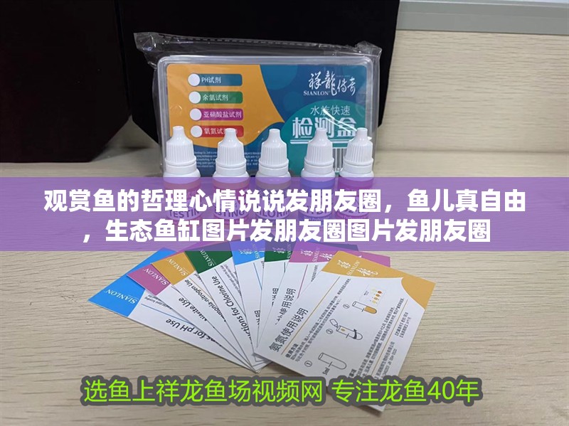 觀賞魚的哲理心情說說發朋友圈，魚兒真自由，生態魚缸圖片發朋友圈圖片發朋友圈