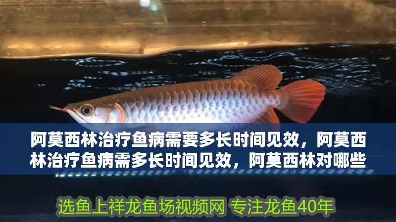 阿莫西林治療魚病需要多長時間見效，阿莫西林治療魚病需多長時間見效，阿莫西林對哪些魚病無效？