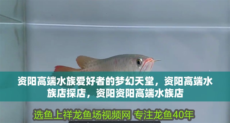 資陽高端水族愛好者的夢幻天堂，資陽高端水族店探店，資陽資陽高端水族店