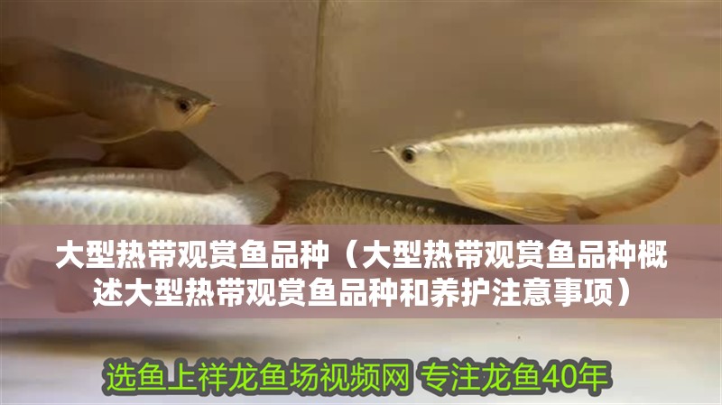 大型熱帶觀賞魚品種（大型熱帶觀賞魚品種概述大型熱帶觀賞魚品種和養護注意事項）