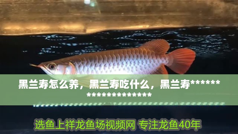 黑蘭壽怎么養，黑蘭壽吃什么，黑蘭壽******************* 黑蘭壽怎么養，黑蘭壽吃什么，黑蘭壽******************* 觀賞魚百科