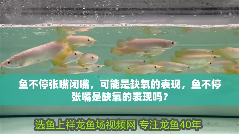 魚不停張嘴閉嘴，可能是缺氧的表現，魚不停張嘴是缺氧的表現嗎？