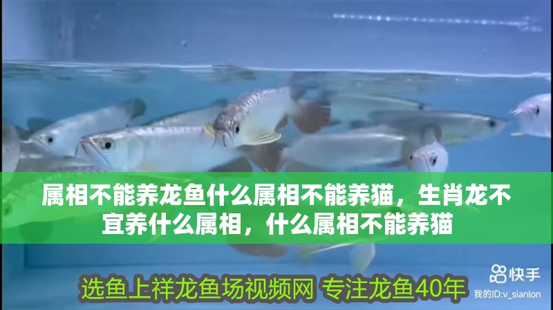 屬相不能養龍魚什么屬相不能養貓，生肖龍不宜養什么屬相，什么屬相不能養貓