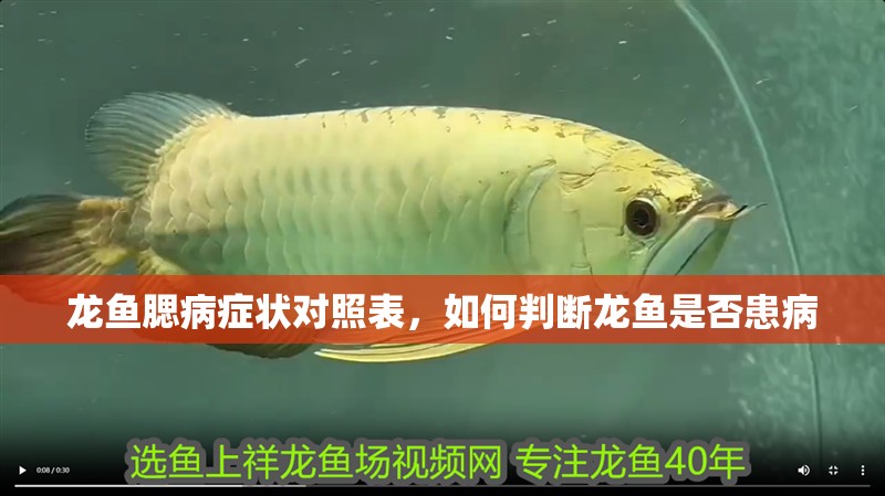 龍魚腮病癥狀對照表，如何判斷龍魚是否患病