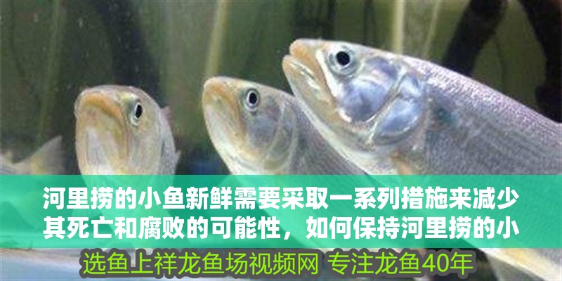 河里撈的小魚新鮮需要采取一系列措施來減少其死亡和腐敗的可能性，如何保持河里撈的小魚新鮮