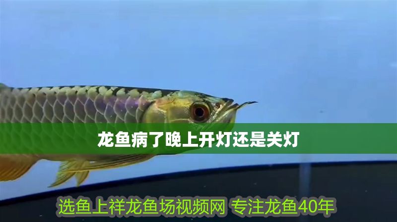 龍魚病了晚上開燈還是關燈