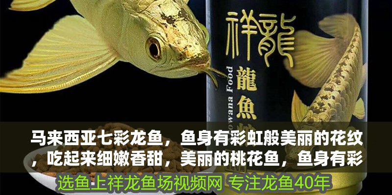 馬來西亞七彩龍魚，魚身有彩虹般美麗的花紋，吃起來細嫩香甜，美麗的桃花魚，魚身有彩虹般美麗的花紋，吃起來細嫩香甜