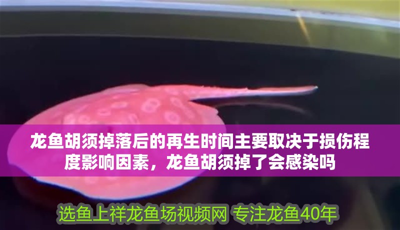 龍魚胡須掉落后的再生時間主要取決于損傷程度影響因素，龍魚胡須掉了會感染嗎