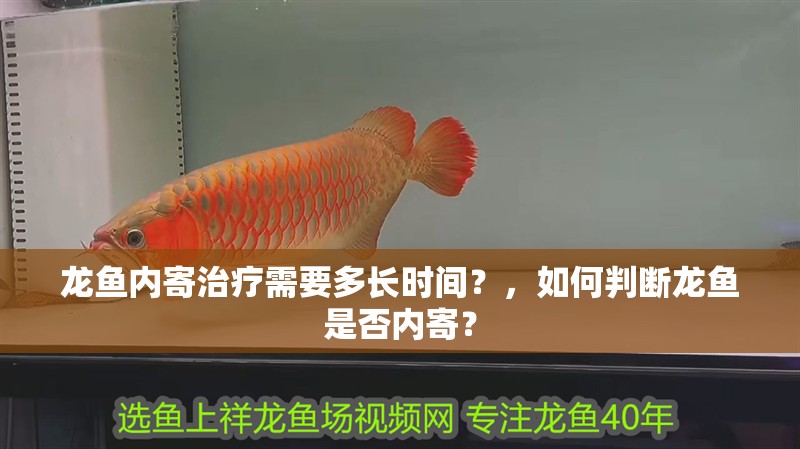 龍魚(yú)內(nèi)寄治療需要多長(zhǎng)時(shí)間？，如何判斷龍魚(yú)是否內(nèi)寄？