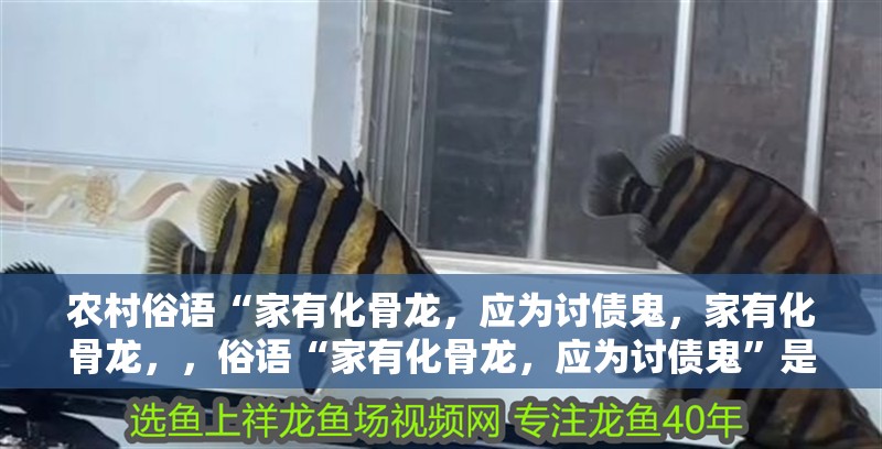 農村俗語“家有化骨龍，應為討債鬼，家有化骨龍，，俗語“家有化骨龍，應為討債鬼”是什么意思？