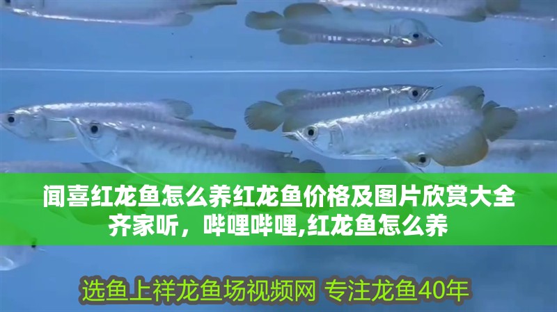 聞喜紅龍魚怎么養紅龍魚價格及圖片欣賞大全齊家聽，嗶哩嗶哩,紅龍魚怎么養