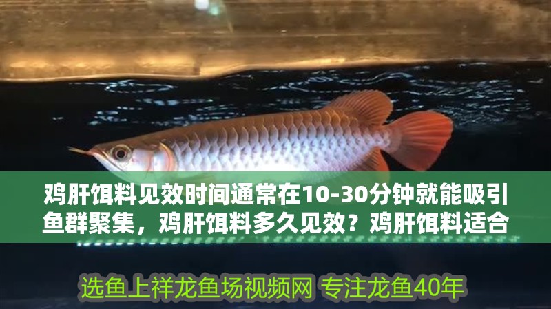雞肝餌料見效時間通常在10-30分鐘就能吸引魚群聚集，雞肝餌料多久見效？雞肝餌料適合哪些魚種？