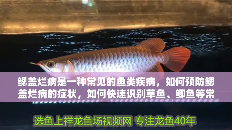 鰓蓋爛病是一種常見的魚類疾病，如何預防鰓蓋爛病的癥狀，如何快速識別草魚、鯽魚等常見病魚特征 鰓蓋爛病是一種常見的魚類疾病，如何預防鰓蓋爛病的癥狀，如何快速識別草魚、鯽魚等常見病魚特征 龍魚百科 第3張