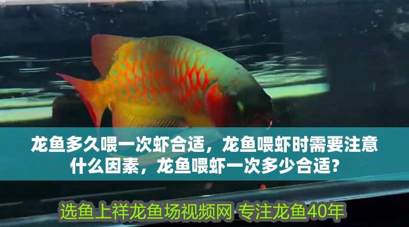 龍魚多久喂一次蝦合適，龍魚喂蝦時需要注意什么因素，龍魚喂蝦一次多少合適？