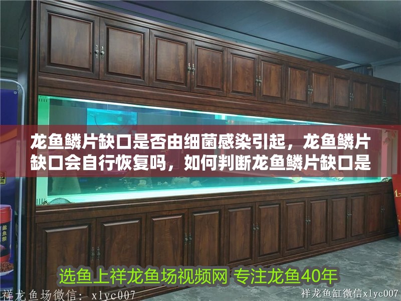 龍魚鱗片缺口是否由細(xì)菌感染引起，龍魚鱗片缺口會自行恢復(fù)嗎，如何判斷龍魚鱗片缺口是否由細(xì)菌感染引起