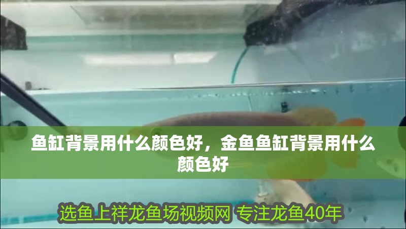 魚缸背景用什么顏色好，金魚魚缸背景用什么顏色好