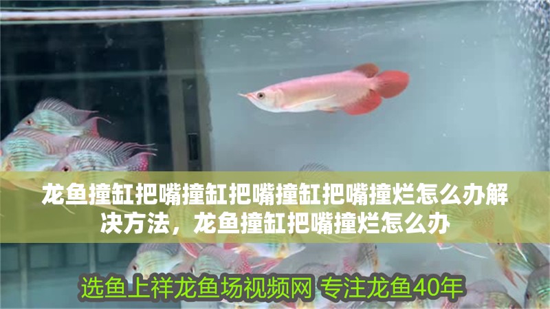 龍魚撞缸把嘴撞缸把嘴撞缸把嘴撞爛怎么辦解決方法，龍魚撞缸把嘴撞爛怎么辦 龍魚撞缸把嘴撞缸把嘴撞缸把嘴撞爛怎么辦解決方法，龍魚撞缸把嘴撞爛怎么辦 觀賞魚百科 第2張