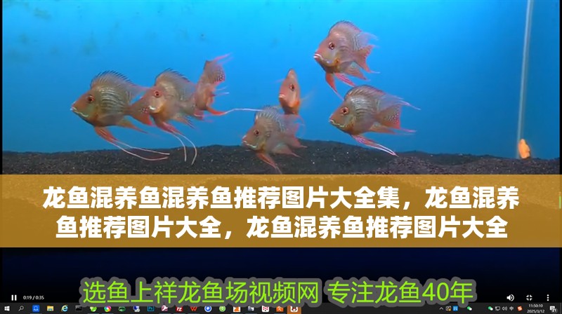 龍魚混養(yǎng)魚混養(yǎng)魚推薦圖片大全集，龍魚混養(yǎng)魚推薦圖片大全，龍魚混養(yǎng)魚推薦圖片大全
