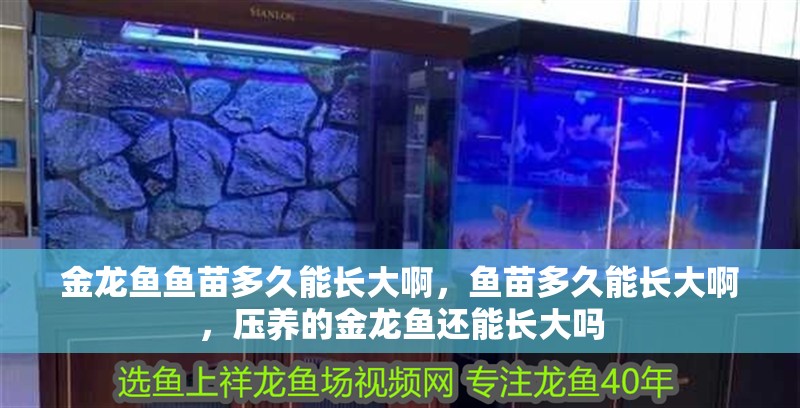 金龍魚魚苗多久能長大啊，魚苗多久能長大啊，壓養(yǎng)的金龍魚還能長大嗎
