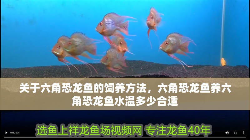 關于六角恐龍魚的飼養方法，六角恐龍魚養六角恐龍魚水溫多少合適
