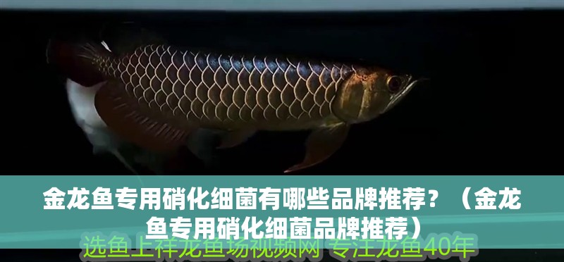 金龍魚專用硝化細菌有哪些品牌推薦？（金龍魚專用硝化細菌品牌推薦）