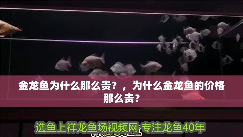 金龍魚為什么那么貴？，為什么金龍魚的價格那么貴？