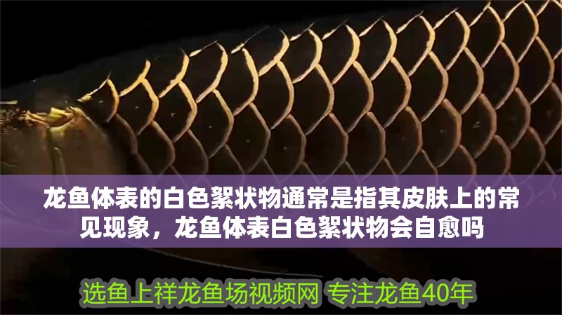 龍魚體表的白色絮狀物通常是指其皮膚上的常見現象，龍魚體表白色絮狀物會自愈嗎