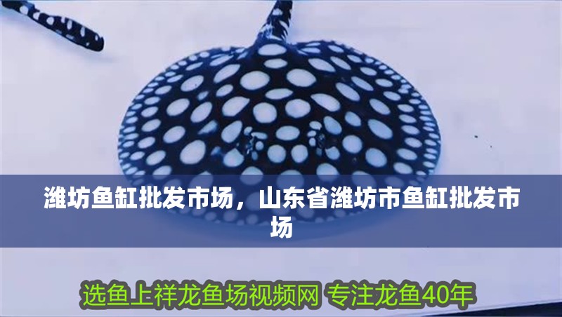 濰坊魚缸批發(fā)市場，山東省濰坊市魚缸批發(fā)市場