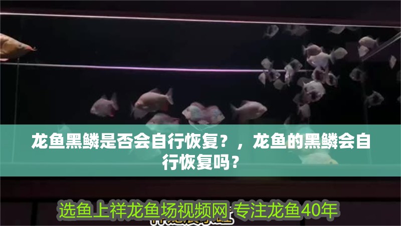 龍魚黑鱗是否會自行恢復(fù)？，龍魚的黑鱗會自行恢復(fù)嗎？