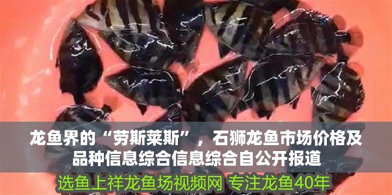 龍魚界的“勞斯萊斯”，石獅龍魚市場價格及品種信息綜合信息綜合自公開報道