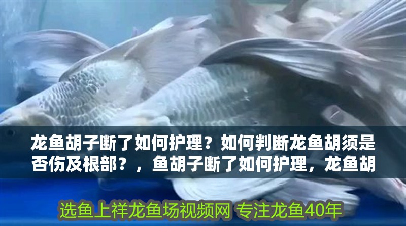 龍魚胡子斷了如何護(hù)理？如何判斷龍魚胡須是否傷及根部？，魚胡子斷了如何護(hù)理，龍魚胡須護(hù)理時(shí)間表和注意事項(xiàng)