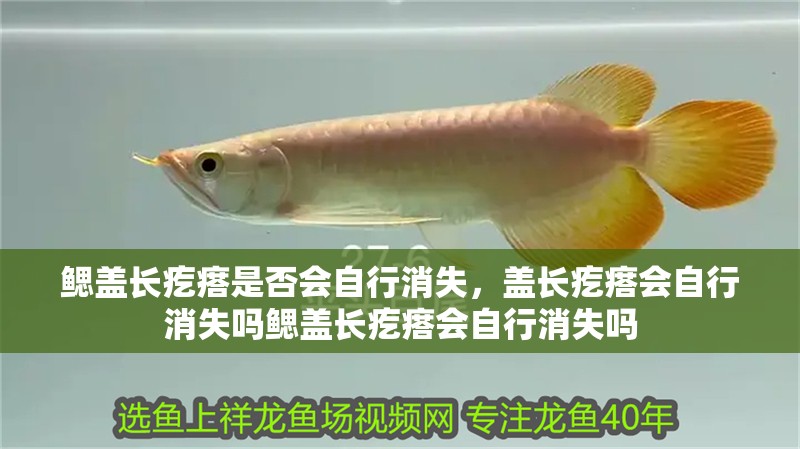 鰓蓋長疙瘩是否會自行消失，蓋長疙瘩會自行消失嗎鰓蓋長疙瘩會自行消失嗎