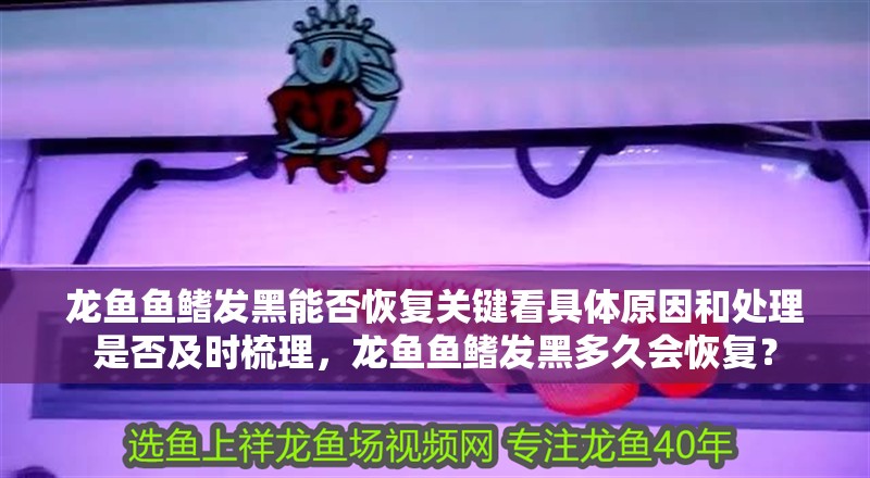 龍魚魚鰭發(fā)黑能否恢復(fù)關(guān)鍵看具體原因和處理是否及時梳理，龍魚魚鰭發(fā)黑多久會恢復(fù)？