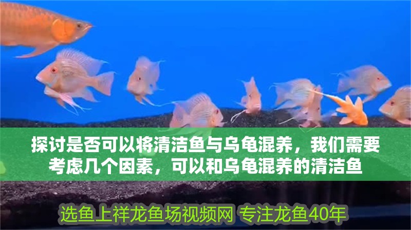 探討是否可以將清潔魚與烏龜混養，我們需要考慮幾個因素，可以和烏龜混養的清潔魚