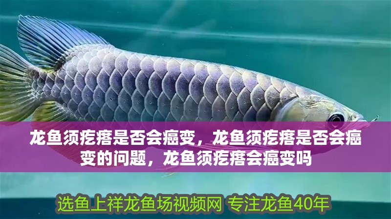 龍魚須疙瘩是否會癌變，龍魚須疙瘩是否會癌變的問題，龍魚須疙瘩會癌變嗎