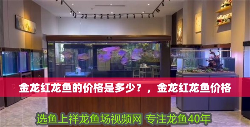 金龍紅龍魚的價(jià)格是多少？，金龍紅龍魚價(jià)格