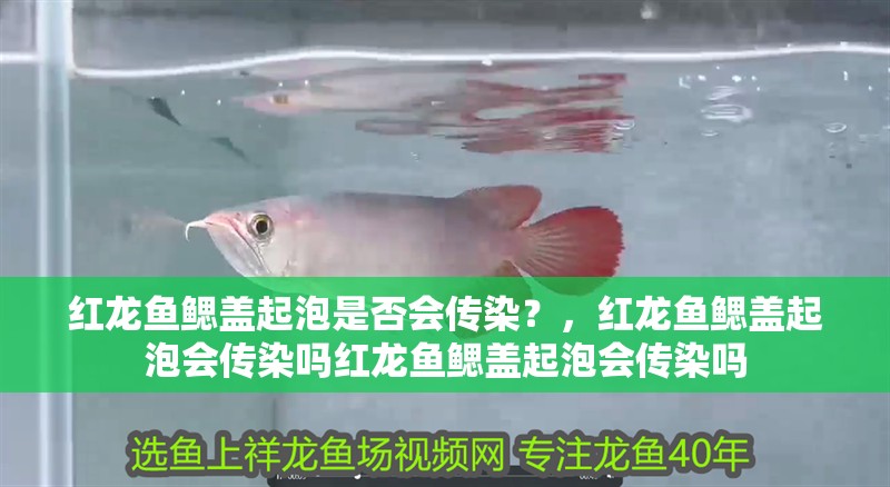 紅龍魚鰓蓋起泡是否會傳染？，紅龍魚鰓蓋起泡會傳染嗎紅龍魚鰓蓋起泡會傳染嗎
