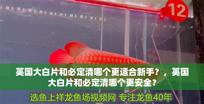 英國大白片和必定清哪個更適合新手？，英國大白片和必定清哪個更安全？